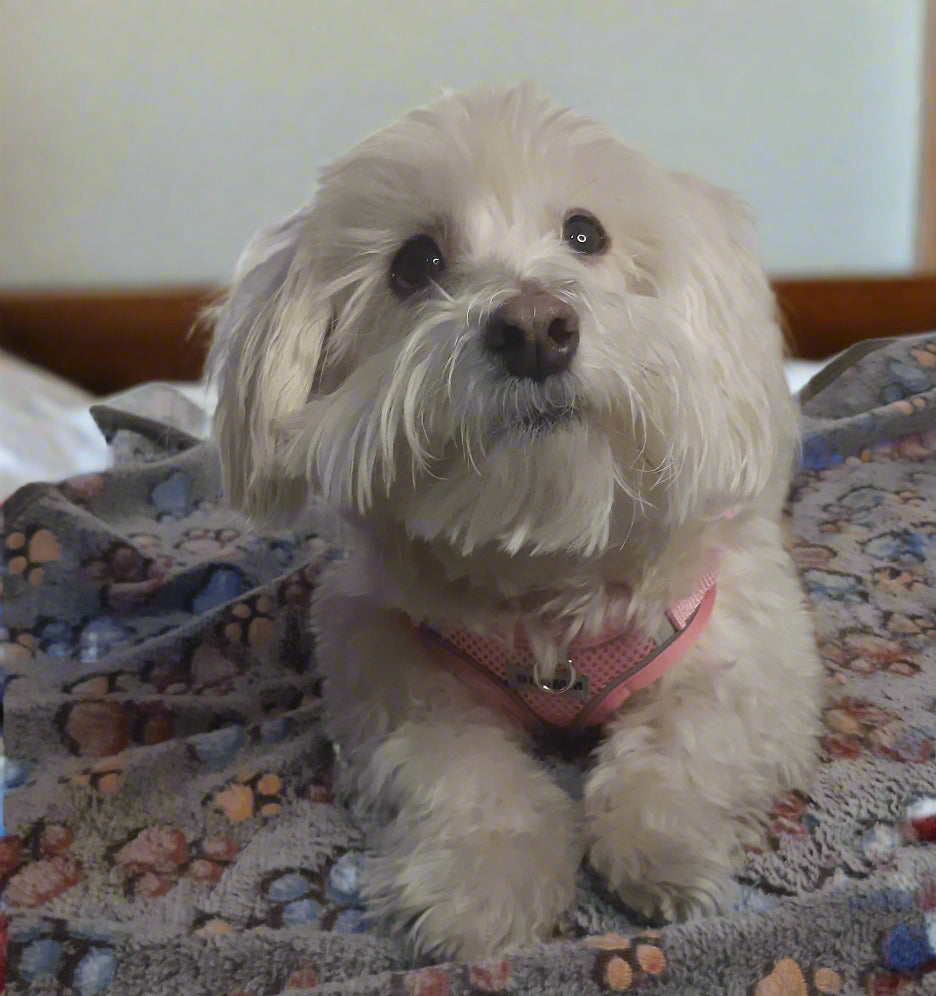 Soft Comfy Pet Blanket for Small and Medium Pet, MUTED GREY COLOR, Washable Blanket for Couch Protection, Pet Wrap