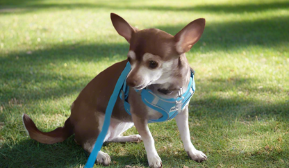 BLUE Step in Dog Harness and Leash Set, SMALL SIZE, Cloth Backing, Mesh Front Harness with Reflective Trim