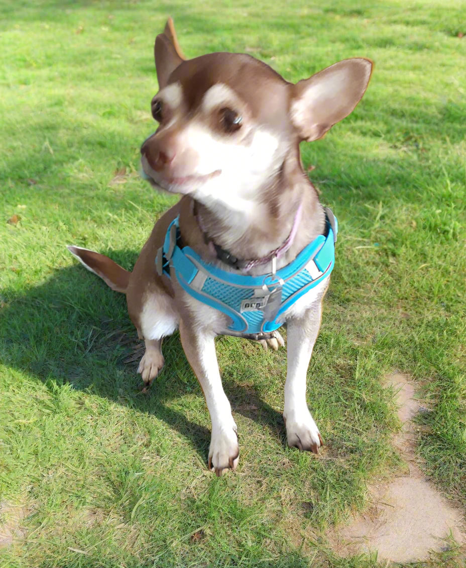 BLUE Step in Dog Harness and Leash Set, SMALL SIZE, Cloth Backing, Mesh Front Harness with Reflective Trim