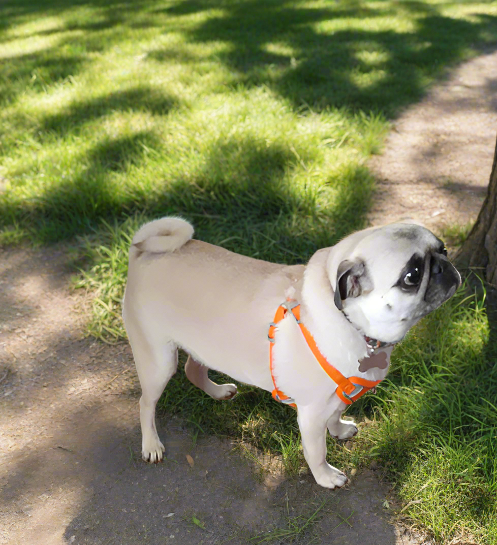 ORANGE Step in Dog Harness and Leash Set, LARGE SIZE, Cloth Backing, Mesh Front Harness with Reflective Trim