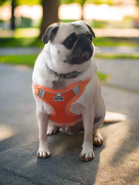 ORANGE Step in Dog Harness and Leash Set, LARGE SIZE, Cloth Backing, Mesh Front Harness with Reflective Trim