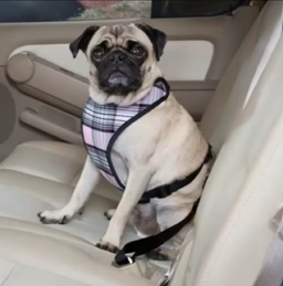 PINK Adjustable Dog Seat Belt, Car Seat Belt for Dog, Harness Lead Clip, Safety Belt Dog Clip